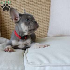 Buddy, French Bulldog Puppy